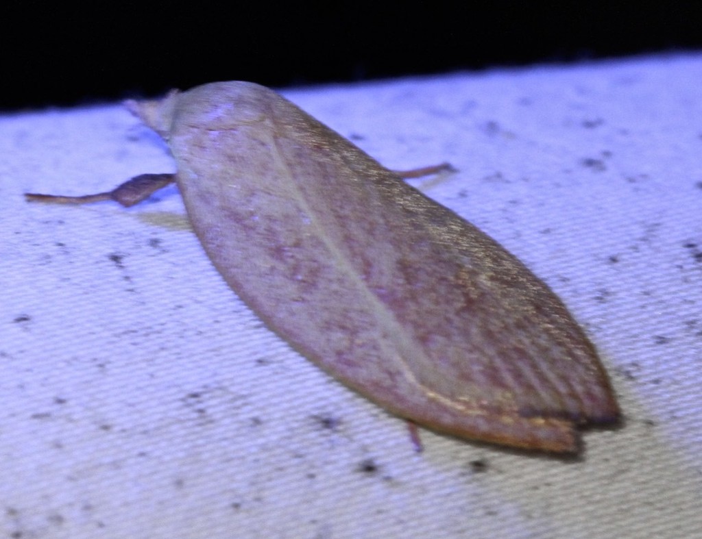 Wingia thalamia