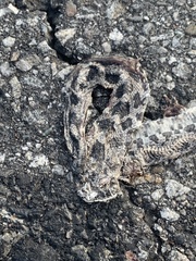 Pantherophis alleghaniensis