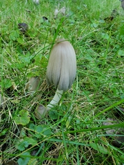 Coprinellus micaceus