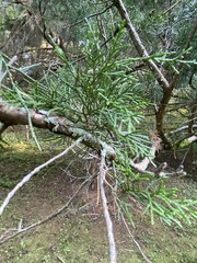 Juniperus virginiana
