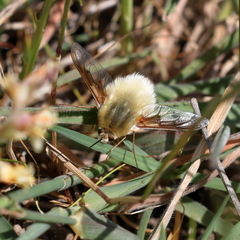 Bombyliinae