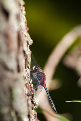 Leucorrhinia proxima