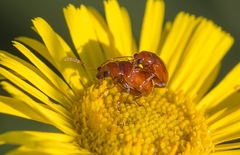 Sphaeroderma testaceum