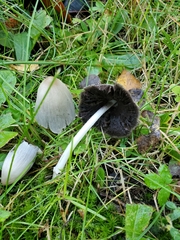 Coprinellus micaceus