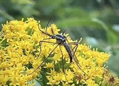 Toxorhynchites rutilus septentrionalis
