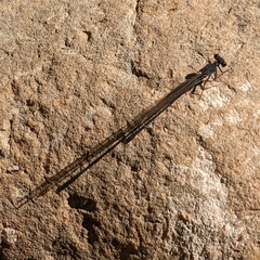Argia lugens