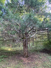 Juniperus virginiana