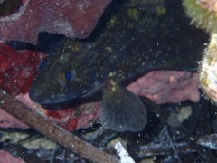 Epinephelus marginatus