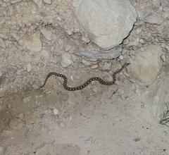 Pituophis catenifer affinis