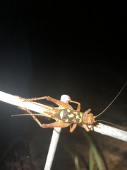 Cardiodactylus guttulus