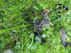 Coprinellus micaceus