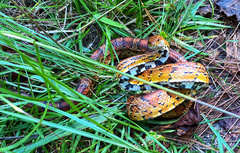 Pantherophis guttatus