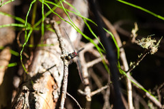 Leucorrhinia proxima