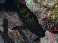 Epinephelus marginatus