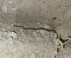 Pituophis catenifer affinis