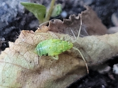 Pantilius tunicatus
