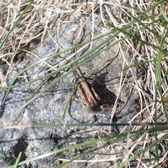 Omocestus rufipes
