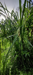 Pandanus tectorius