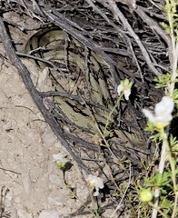 Bogertophis subocularis subocularis