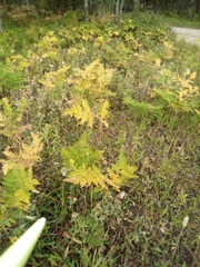 Pteridium aquilinum pubescens