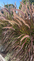 Cenchrus × cupreus