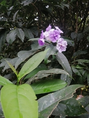 Brunfelsia