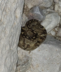 Crotalus ornatus