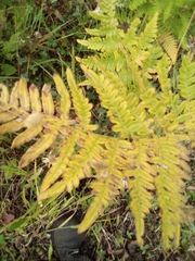 Pteridium aquilinum pubescens
