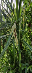 Pandanus tectorius