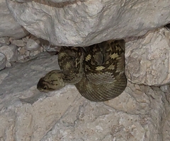Crotalus ornatus