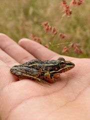 Lithobates neovolcanicus