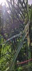 Pandanus tectorius