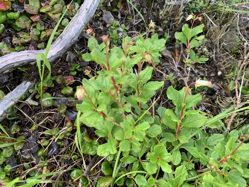 Elliottia bracteata, photograph 4