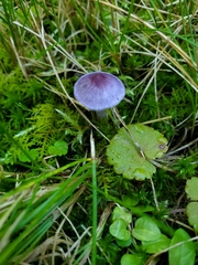 Inocybe lilacina