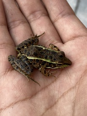 Lithobates neovolcanicus