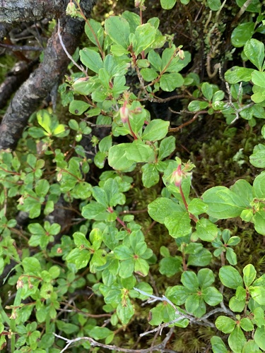 Elliottia bracteata, photograph 5