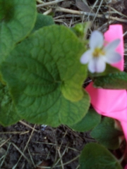 Viola canadensis