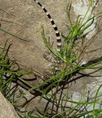 Sceloporus poinsettii