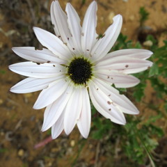 Arctotis pinnatifida