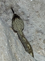 Crotalus ornatus