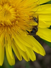 Halictidae