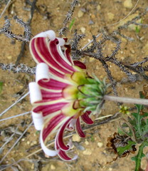 Arctotis pinnatifida