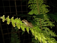 Polypedates cruciger