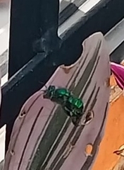 Euglossa