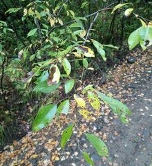 Salix bebbiana