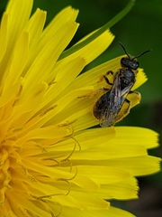Halictidae