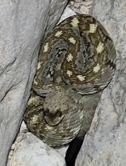 Crotalus ornatus