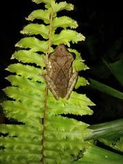 Polypedates cruciger