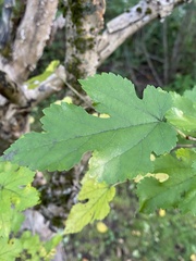 Morus nigra