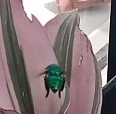 Euglossa